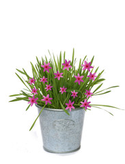 Background of pink flower and flower-pot