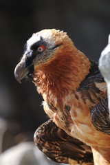 bearded vulture, gypaetus barbatus