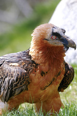 bearded vulture, gypaetus barbatus