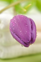 Fototapeta premium Wet Tulip on Towels
