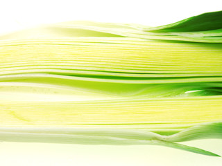 lauch