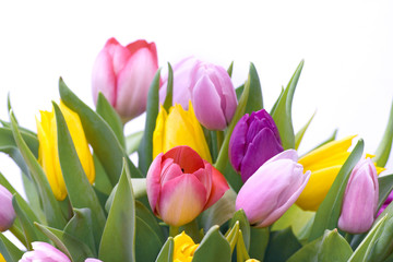 Bouquet tulips