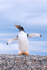 gentoo penguin