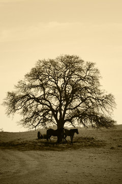 Bare Oak Tree and Horses in Winter