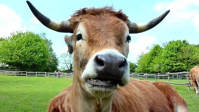 vache qui m&acirc;che