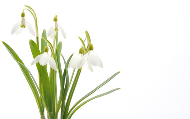 Snowdrops (Galanthus nivalis) on white background - obrazy, fototapety, plakaty