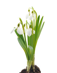 Snowdrops (Galanthus nivalis) on white background