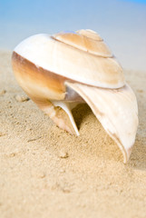 Seashell on sand