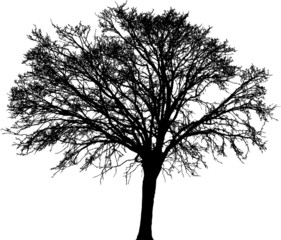 Old tree silhouette