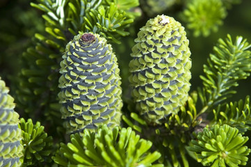 pine branch with cone