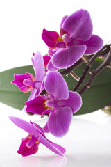 Obraz premium orchid