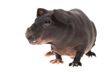 Fototapeta premium skinny guinea pig isolated on the white background