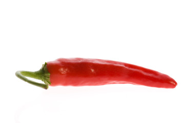 red hot chili peper