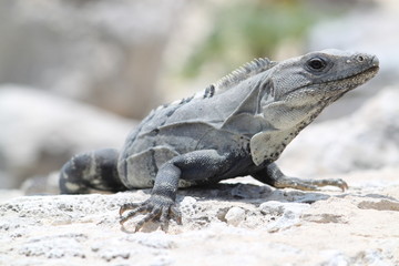 Fototapeta premium Leguan