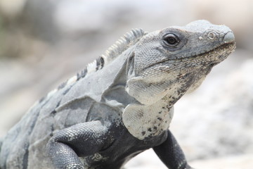 Leguan