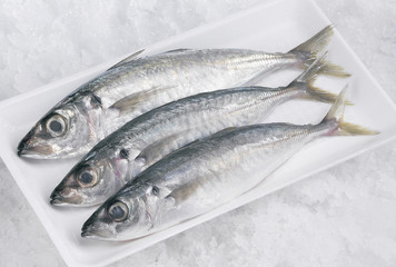 Sardine