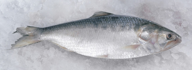 Terubuk fish