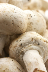 Mushrooms close-up