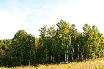 Obraz premium birch grove
