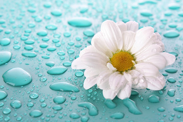 White camomile on blue background