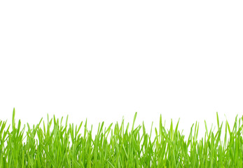 Fototapeta premium lawn