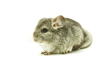 chinchilla