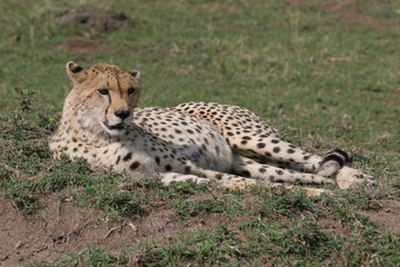 Cheetah laying in the grass with sunlight