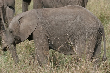 Naklejka na ściany i meble Elefant cub walking through Serengeti NP