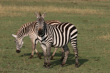 Fototapeta na wymiar Two Zebras in the grass in Serengeti NP
