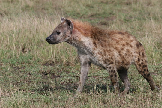 Hyena walking in the gras of Masai Mara National Park