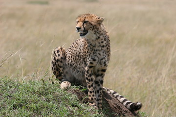 Cheetah resting in the grass with sunlight
