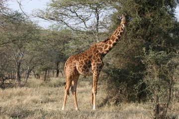 Naklejka na ściany i meble Giraffe in Masai Mara Park very close