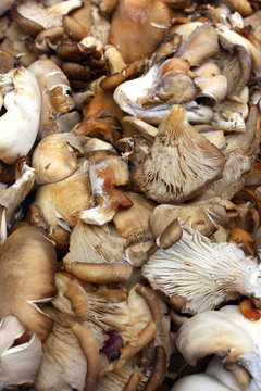 Pleurottes