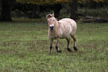Przewalski-Pferd