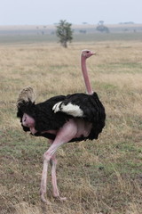 Lonely Ostrich in Serengeti National Park