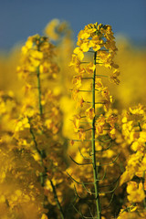 Obraz premium Close-up of rape in bloom