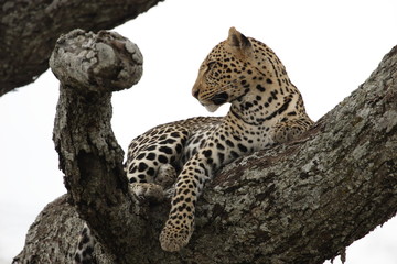 Leopard in the tree in Serengeti National Park