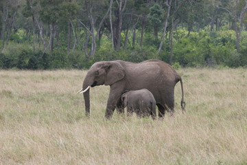 Naklejka na ściany i meble Elefant mother and cub walking through Serengeti NP
