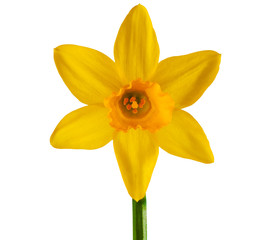 Yellow daffodil isolated on a white background