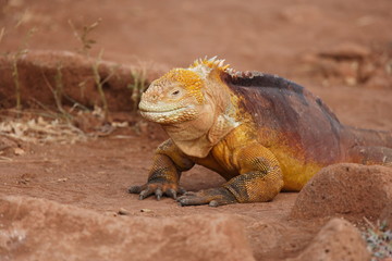Very colorful Iguana on Galapagos Island