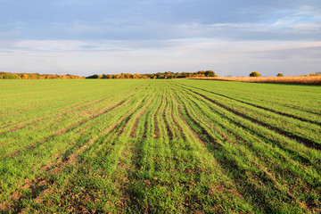 Fototapeta na wymiar Winter wheat – future harvest