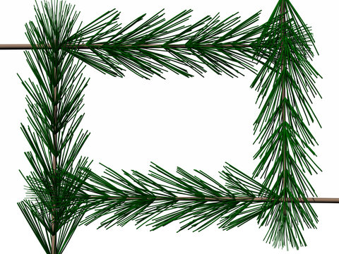 frame of pine branches