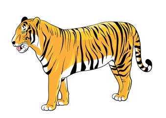 Tiger