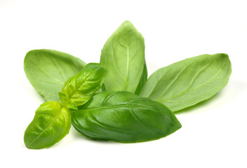 Basil leaves on white background