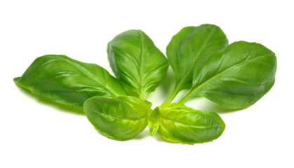 Green basil leaves on white background