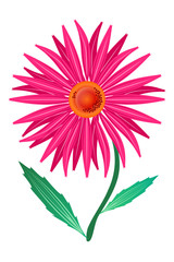 Fototapeta premium purple echinacea (Echinacea purpnrea) asymmetric