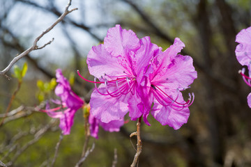 Flowers of rhododendron 31