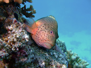 Freckled hawkfish