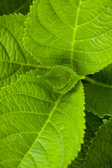 Vivid green  hydrangea leaves