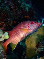 Squirrelfish